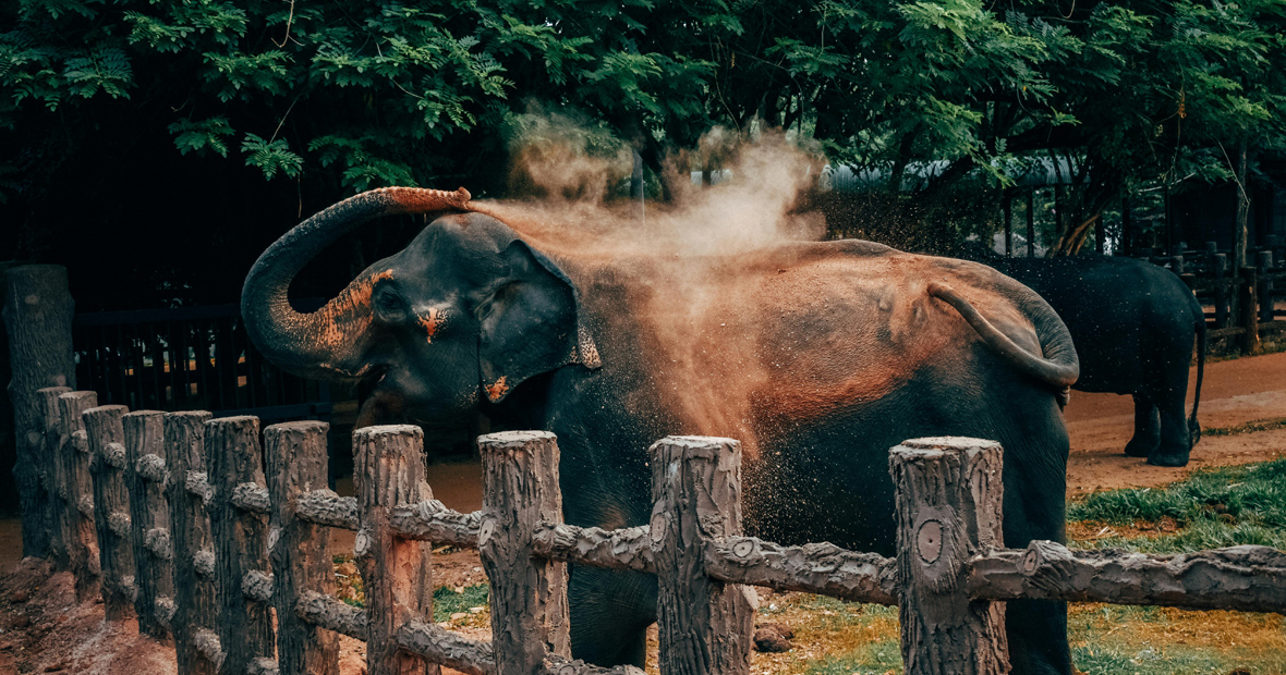 parc zoologique lyon